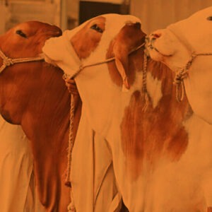 Waqaf Qurbani (Cow)