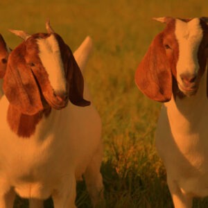 Waqaf Qurbani (Goat)