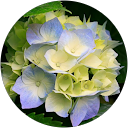 Aqsa Waqas profile picture